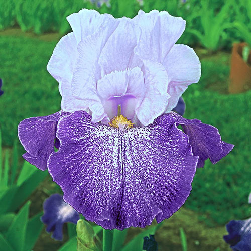 Splashacata Bearded Iris