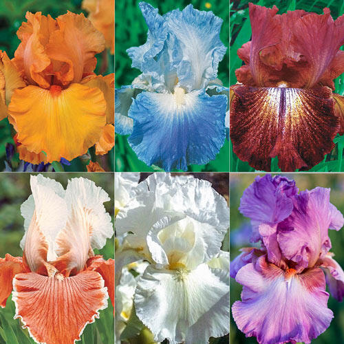 Reblooming Bearded Iris Collection 2