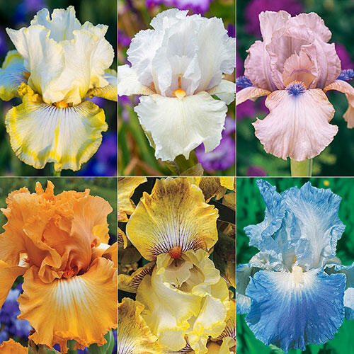 Pastel Bearded Iris Collection