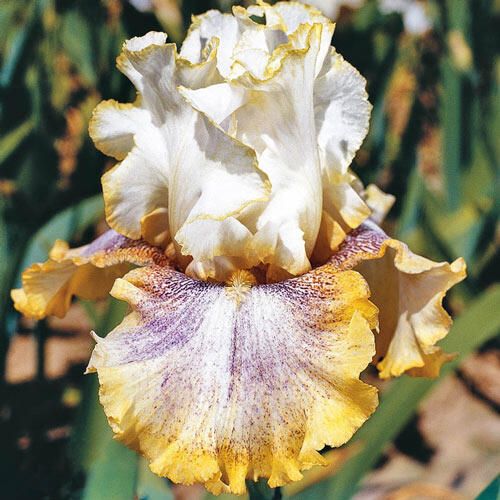 Iris., Wiki