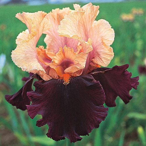 Bicolour Bearded Iris Collection
