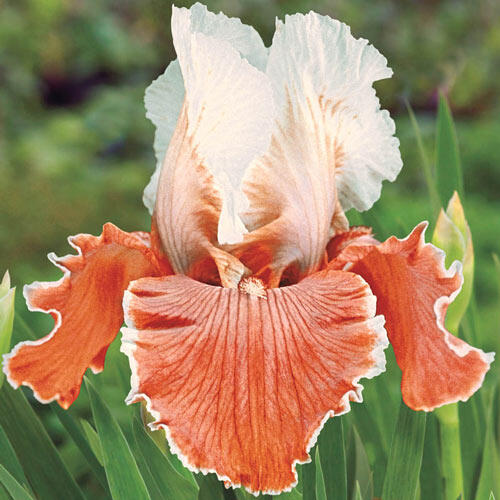 Bicolour Bearded Iris Collection