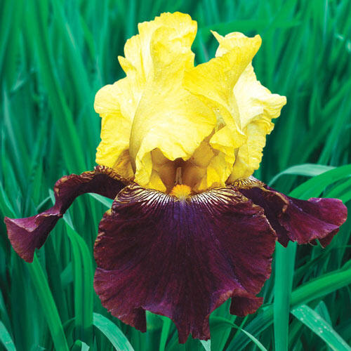 PlantFiles Pictures: Tall Bearded Iris 'Lace Artistry' (<i>Iris</i>) by  judithandrews