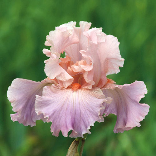 Bellini Bearded Iris