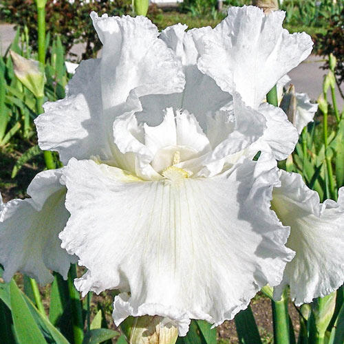 Frequent Flyer Reblooming Bearded Iris