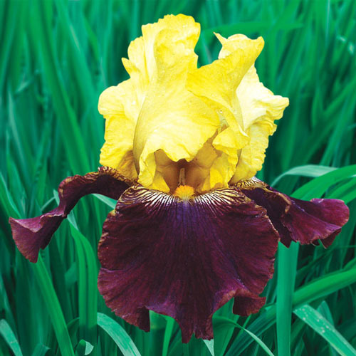 Blatant Reblooming Bearded Iris