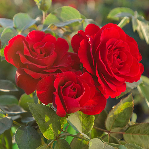 Oh My!® Floribunda Jumbo Rose