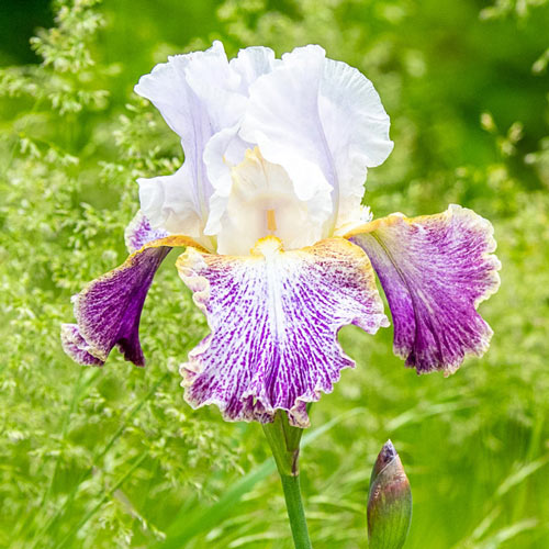 Vapor Bearded Iris
