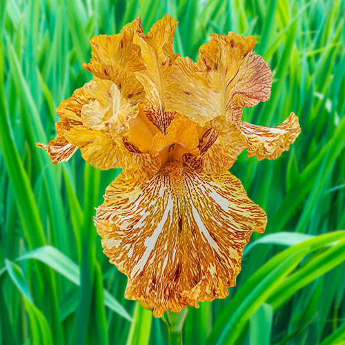 Tiger Honey Bearded Iris
