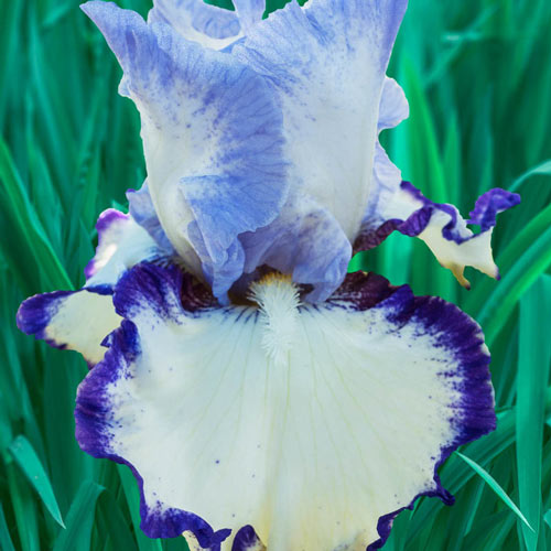 Rings True Bearded Iris