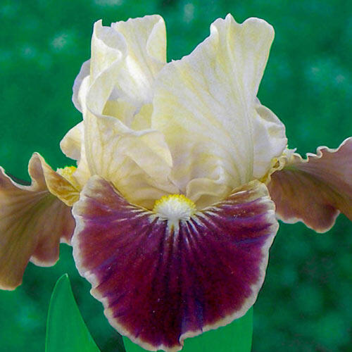 Coconino Dwarf Bearded Iris