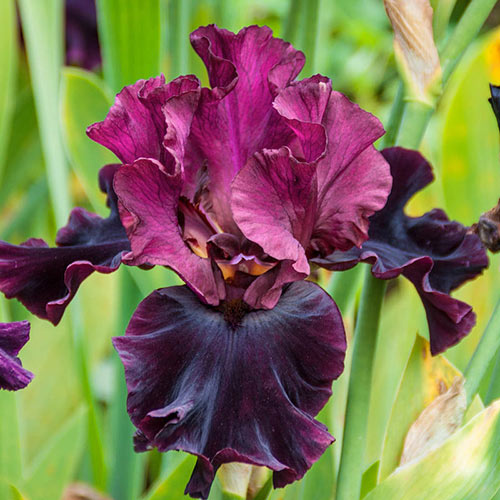 Silken Trim Bearded Iris