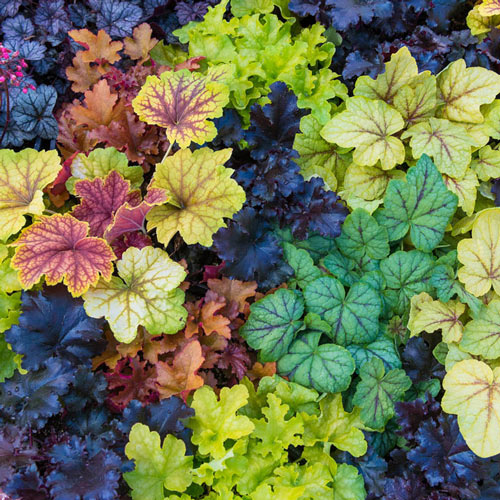 Heuchera Mixture