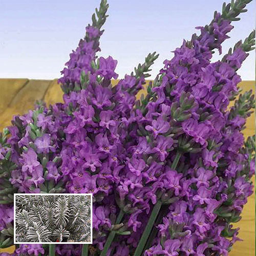 Sensational® Lavender