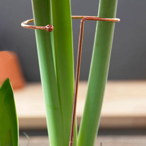 Stackable Amaryllis Stakes