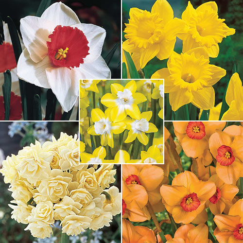 Decades of Daffodils Collection