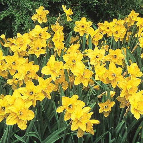 Daffodil Narcissus Mix 60 Days of Daffodils 50 Bulbs