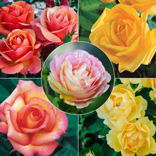 Fragrant Rose Garden Collection (5 plants)