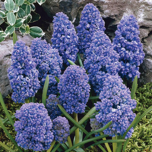 Blue Spike Grape Hyacinth