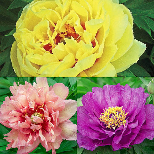 Itoh Lifetime Peony Collection