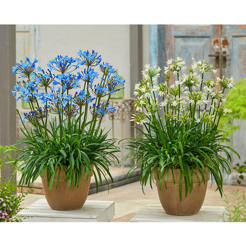 Summer Love™ Agapanthus Collection