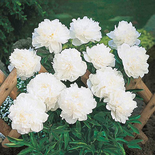 Peony Festiva Powder Puff at peony nursery