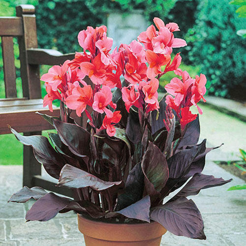 2 x Canna Lily Dwarf Green Leaves Puck Tubers Free UK Postage