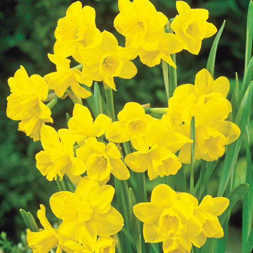Rosemoor Gold Daffodil