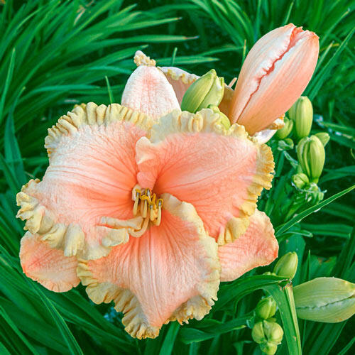 Enchanted Forest Reblooming Daylily