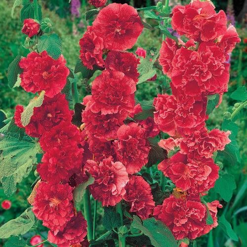 Chater's Double Red Hollyhock
