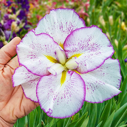 Tiramisu Dinner Plate™ Japanese Iris Brecks Premium Bulbs