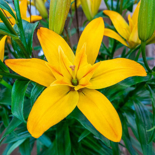 Gold Twin Lily