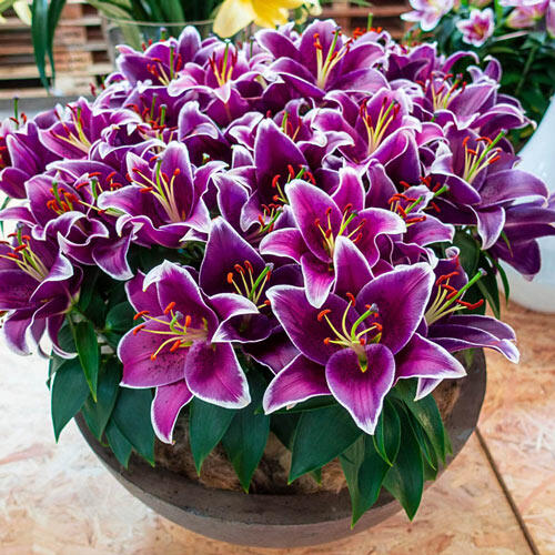 Sunny Keys Oriental Carpet Border Lily™ Brecks Premium Bulbs