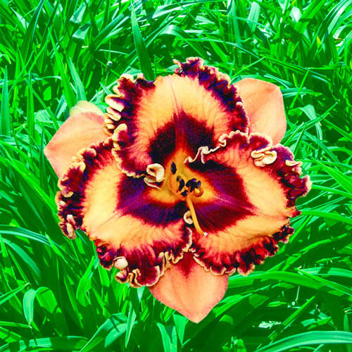 Incandescent Daylily