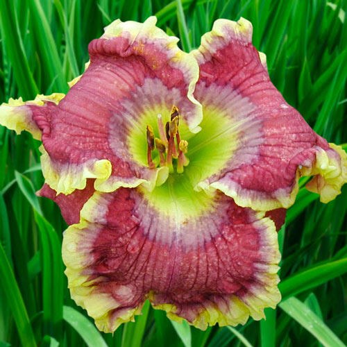 All Things to All Men Reblooming Daylily