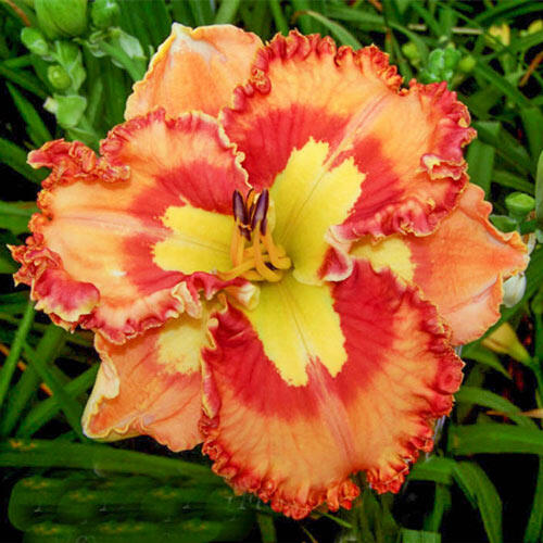 Mexican Fiesta Reblooming Daylily