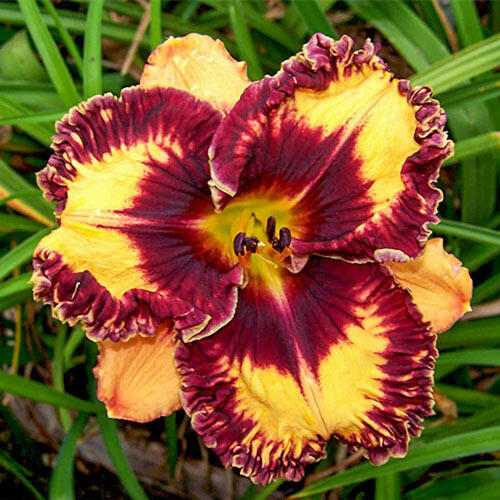 Volcanic Fireworks Reblooming Daylily