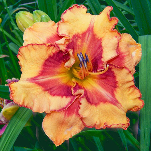 Pointed Perfection Reblooming Daylily