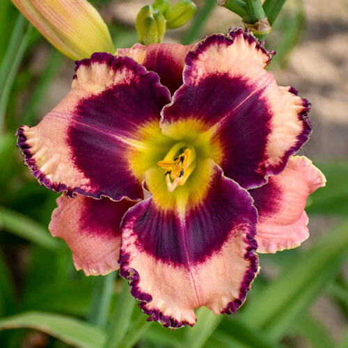 Rock Solid Reblooming Daylily