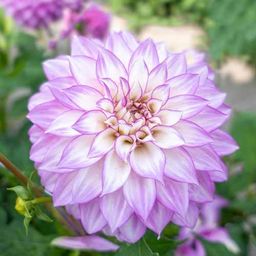 Clearview Debby Dahlia