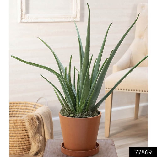 Landscape Basics 4-inch Aloe Vera Barbadensis Plant