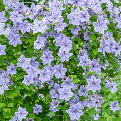 Skyfall Clematis