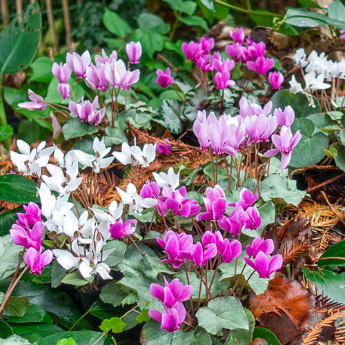 Hardy Fall Blooming Silver Leaf Cyclamen Mixture
