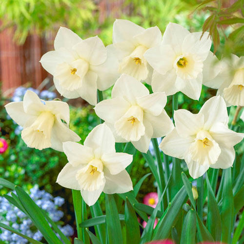 Buy Desdemona Daffodil | Best Deal on Spring Bulbs | Breck's
