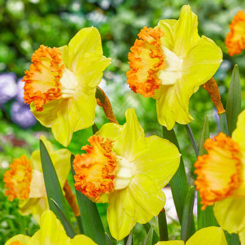 Gosia Daffodil
