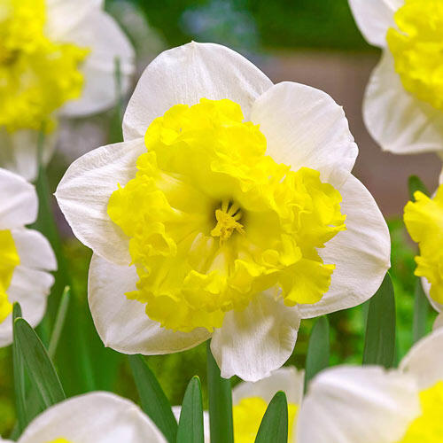 Printal Daffodil