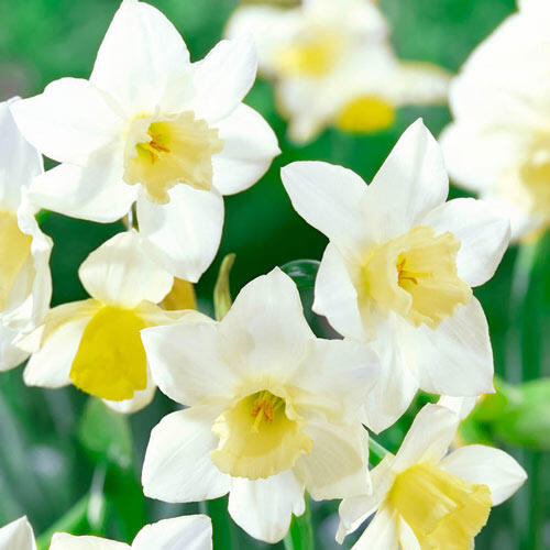 Pueblo Daffodil