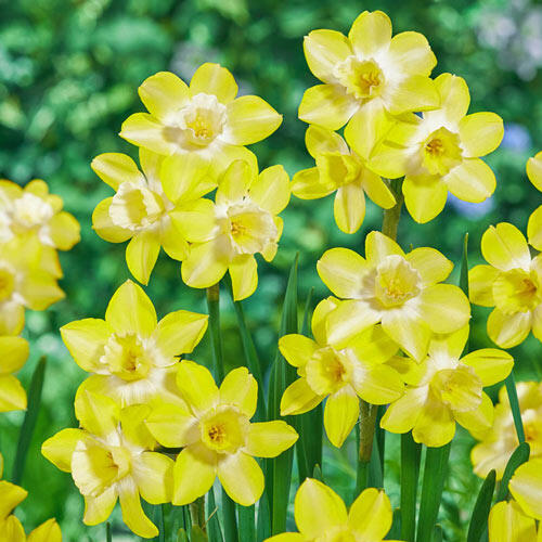 Verdin Daffodil