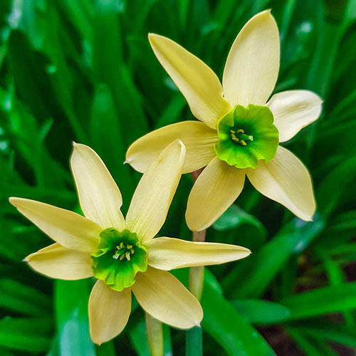 Green with Envy™ Daffodil