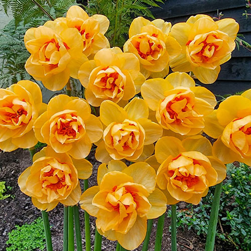 Waylon Daffodil